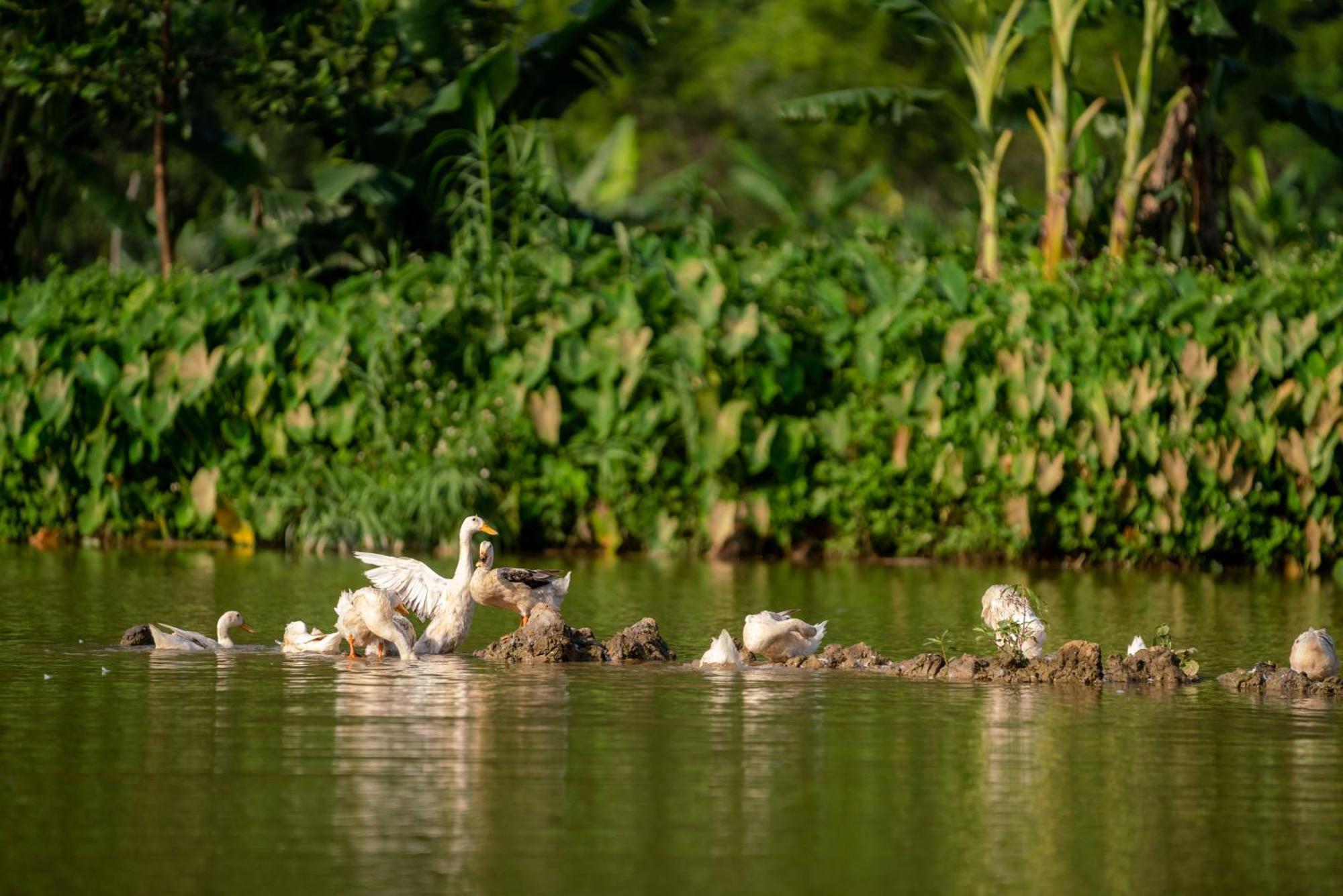 Tan Dinh Farmstay Ninh Bình Extérieur photo